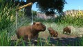 Planet Zoo: Wetlands Animal Pack